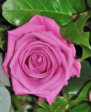  Роза «Аква» (AQUA) Цветы:махровые, крупные (от 8 до 12 см. диаметром), лепестки плотные, жилистые. Бутон классической чайно-гибридной формы с высоким бокалом. 