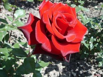     Роза &quot;Алма-Ата&quot; Цветки малиново-красныекрупные, махровые (30-40 лепестков), диаметром 9-11 см.