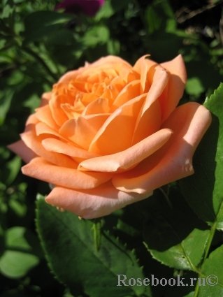  Роза «Eldorado» (Эльдорадо) 
