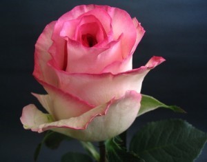  Роза &quot;Белла Вита&quot; (BELLA VITA) Цветы:очень крупные (до 14 см. диаметром), махровые (до 40 лепестков), бледно-розовые с темно – розовой  каймой.