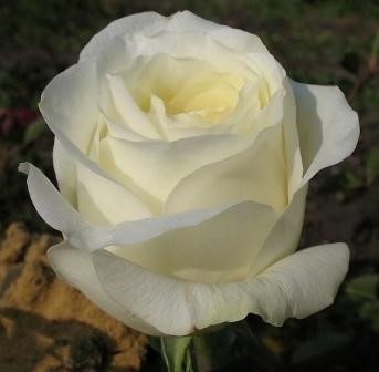 Роза«Белый Медведь» Цветы:очень крупные (14-16 см.), махровые,  белые с нежно – желтым основанием.