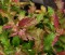 Спирея японская «Криспа»  (Spiraea japonica Crispa) - 