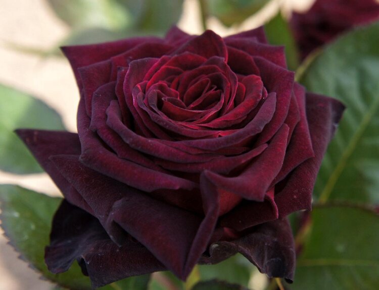  Роза «Блэк Баккара» (Black Baccara) Цветы: темно – бордовые, крупные  (в среднем 9-10 см.),  чашевидные,  плотные,  густомахровые  (45 лепестков).