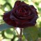  Роза «Блэк Баккара» (Black Baccara) - 