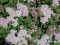 Спирея японская «Литтл Принцесс» (Spiraea japonica «Little Princess») - 