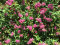 Спирея японская «Дартс Ред» (Spiraea japonica «Darts Red») - 