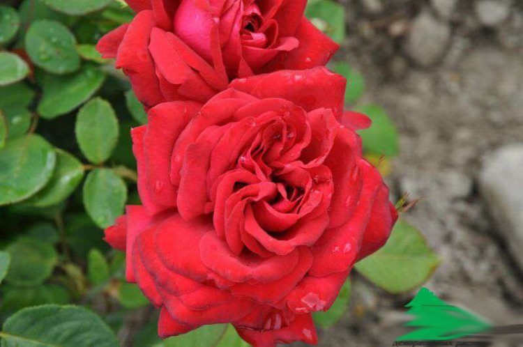  Роза «Бургунд» (Rose Burgund) Цветы: темно - красные, бархатистые, устойчивые, красивой формы, крупные (10—12 см).