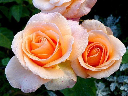 Роза«Версилия» (Rosa hybrida Versilia) Цветы: насыщенно-кремовые, крупные, махровые (насчитывают до 30 лепестков).  Бутоны крупные (10-12 см.), острые.