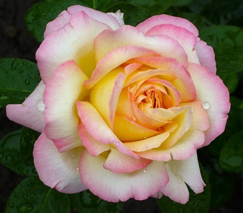  Роза «Глория Дей» (Gloria Dei) Цветы:  от нежно-кремовых, до темно-жёлтых — по краям лепестки насыщенно - розового оттенка. 