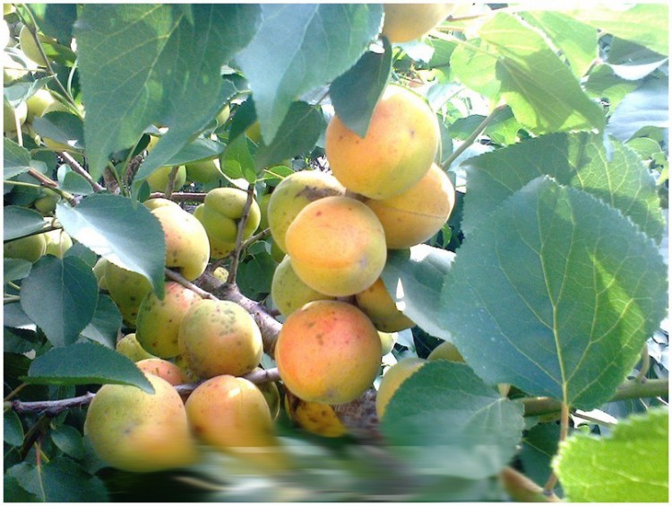 Абрикос «Титан» Дерево: высокорослое.Плоды: крупные, средняя масса   30 -34,2 г, жёлтого цвета.
