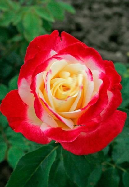 Роза«Дабл Делайт»  (Double Delight) Цветы:  крупные (13-14 см. в диаметре) с высоким центром, махровые, появляются обычно по одному на длинных побегах. 