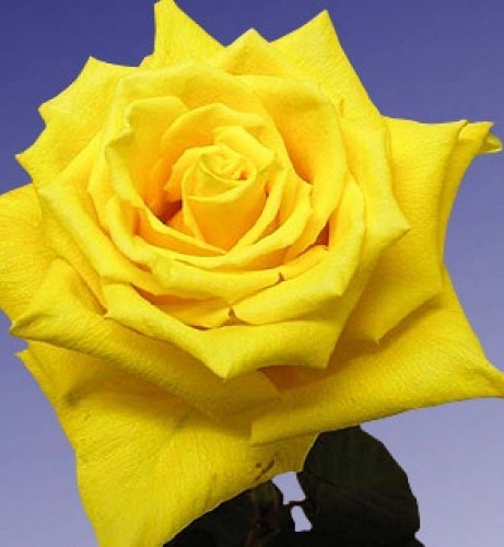  Роза&quot; Желтый Остров&quot; (Yellow Island) Цветы: крупные (диаметр до 15 см.), с более короткими лепестками, завернутыми внутрь, очень  густо махровые (60-70 лепестков), ярко-желтого насыщенного цвета.