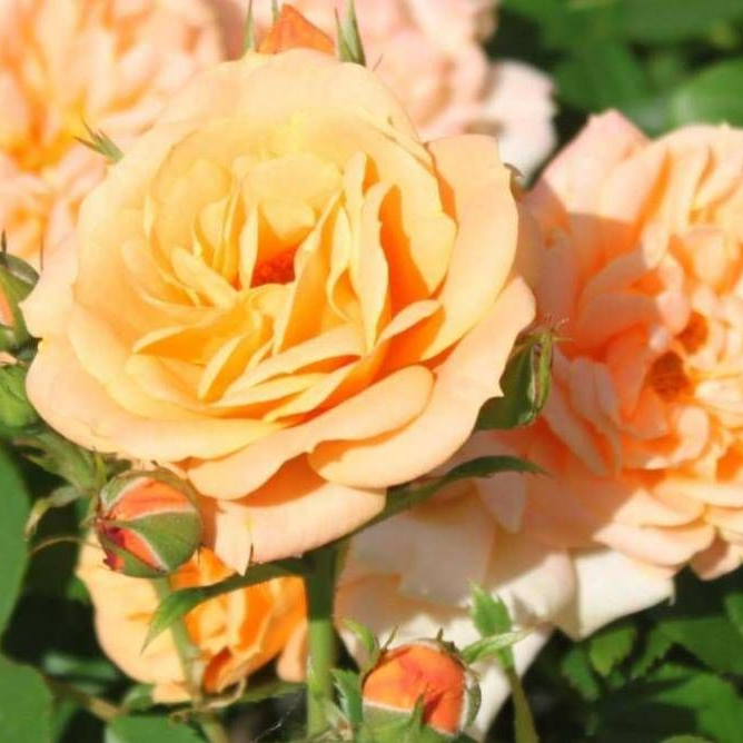 Роза Apricot Nectar (Абрикосовый нектар) 