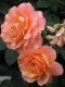 Роза Apricot Nectar (Абрикосовый нектар) - 