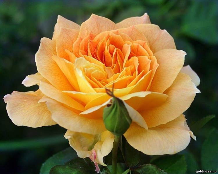  Роза «Илиос»  (Ilios) Цветы:светло-желтые, необычайно яркие, раскрываются в плоскую розетку, густомахровые (26-40 лепестков), 8-10 см. в диаметре.