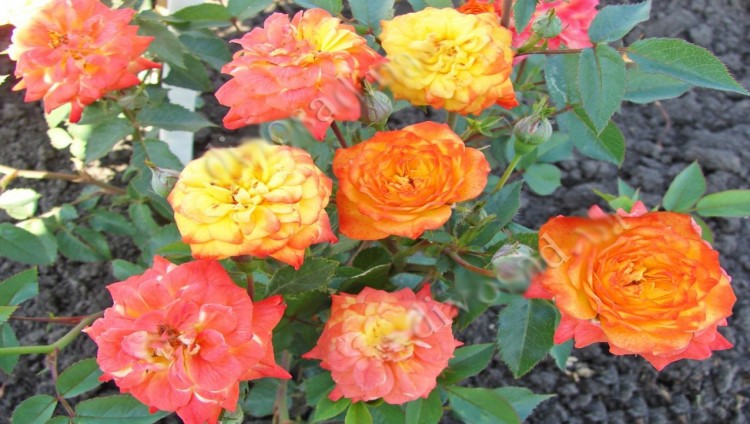  Роза «Колибри» (Colibri)  Цветы: заостренно-овальные бутоны  распускаются в чашевидные до плоских цветки,  среднего размера (диаметром 3—4 см), махровые (20—25 лепестков).