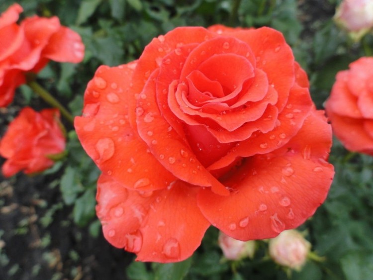 Роза «Корвет» (Corvett) Цветы: классической формы, из 25-30 блестящих лепестков, с высоким центром, красно-оранжевого цвета очень яркие.  Махровый бутон  острый и длинный,  красиво и медленно  раскрывается, а развернувши свои лепестки, создает  впечатление горящего куста.