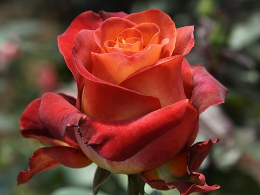 Роза«КОФЕ БРЕЙК» (COFFEE BREAK) Цветы:довольно крупные (до 12 см. в диаметре), средней махровости, образуются на ровных, прямых побегах чаще по одному бутону (редко небольшими кистями, по 3-5 бутонов).