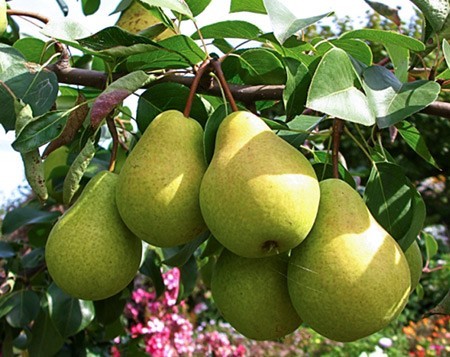 Груша  «Чижовская» Дерево: Деревоштамбового типа, среднерослое.(масса одного плода составляет около 110 — 140 граммов).