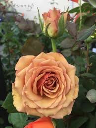  Роза «Марракеш»  (Marrakesh) Цветы:  крупные (10-11 см), густомахровые (40-50 лепестков).