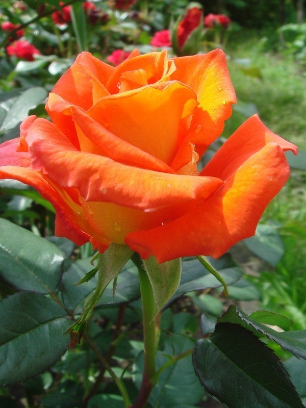  Роза «Моника»  (Monika) Цветы:  красивые очень яркие красно-желтые, махровые, крупные (диаметром 10-12 см.). 