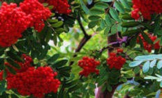 Рябина «Невежинская» Сладкоплодная разновидность рябины обыкновенной. Плоды созревают в середине сентября и держатся на дереве 2–3 недели.