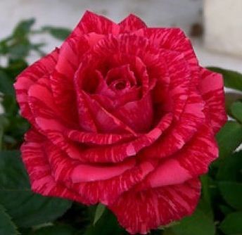 Роза «Ред Интуишн» (Red Intuition) Цветы: оригинальные ярко-красные с темно-красными полосками и штрихами, чашевидные, диаметром 8 - 10 см.