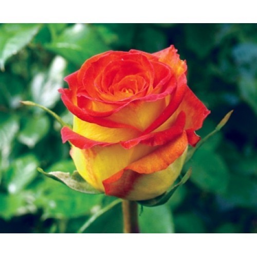 Роза «Циркус» (Circus) Цветы: крупные (7—8 см.), махровые (37—45 волнистых по краю лепестков),  медно-желтые в центре, к краям лепестков лососево-розовые).