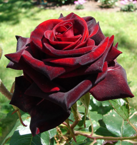 Роза «Черная Магия» (Black Magic) Цветы: темно-красного оттенка, с красиво отогнутыми бархатистыми лепестками (около 37), появляются по одному или в кистях до 4 шт. 