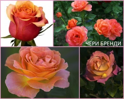  Роза «Черри Бренди» (Cherry Brandy) Цветы:  имеют форму бокала, крупные, 8-10 см в диаметре. 