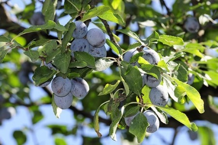 Слива «Чернослив поздний» ​Среднепоздний сорт. Плоды: массой 20г, имеют выравненную округлую или округло-удлиненную форму. 